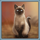 변색한 샴 고양이