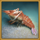 천수새우