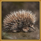 바늘두더지
